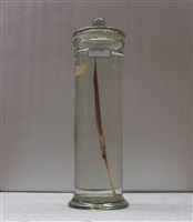 藏品(棘馬鞭魚)的圖片